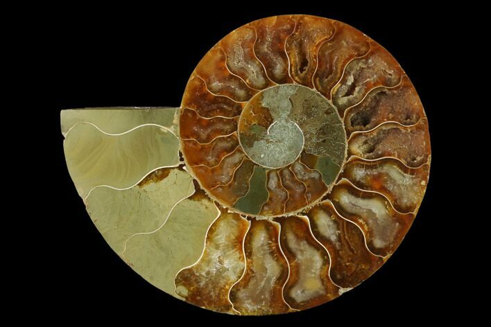 Agatized Ammonite Fossil (Half) - Madagascar #139676